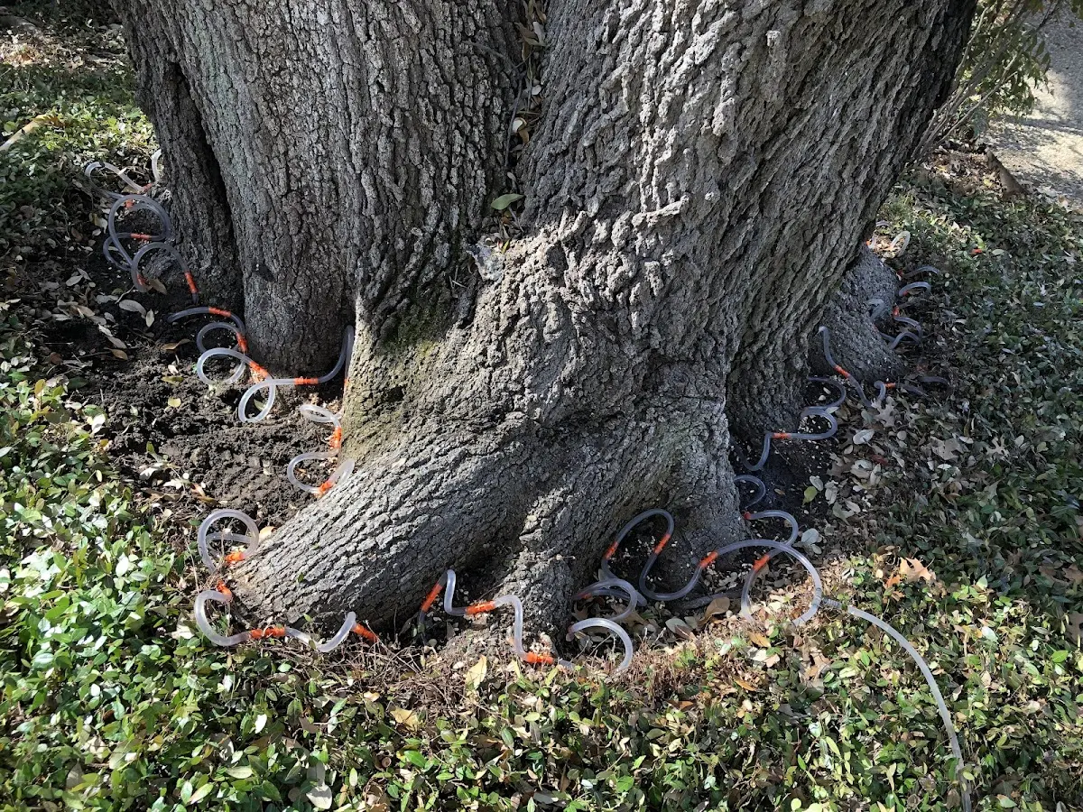 Detailed Tree Cabling and Bracing job site in Montgomery Village