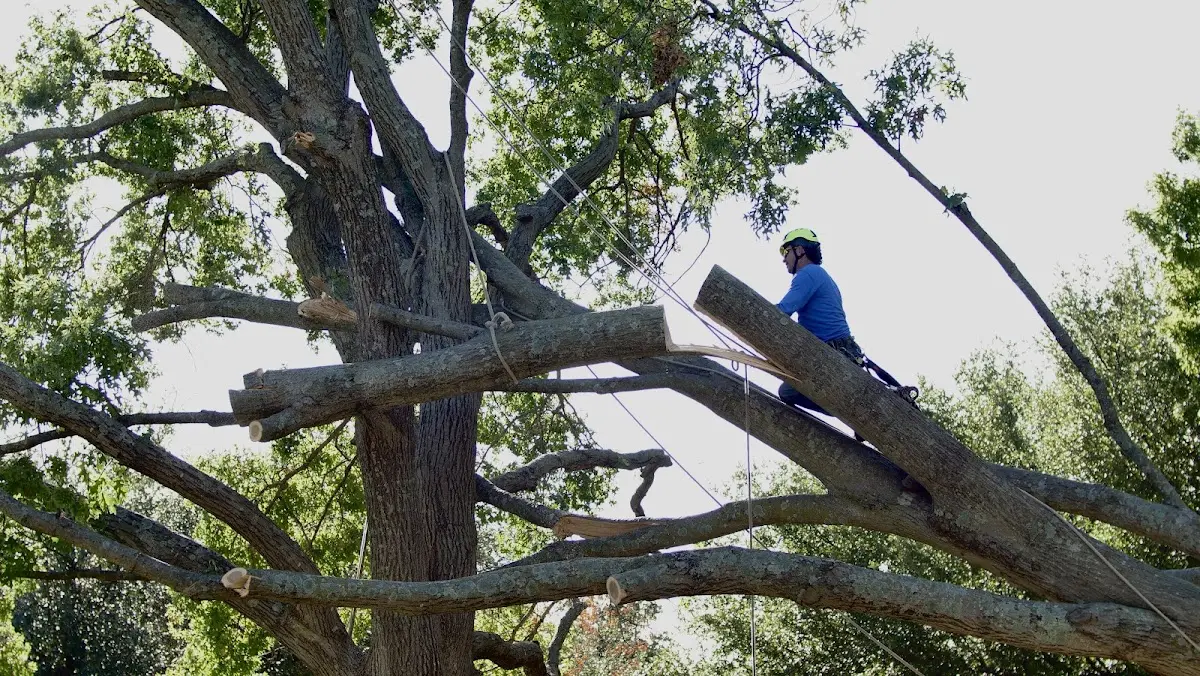 Professional Hazardous Tree Removal performed by certified arborists in Montgomery Village
